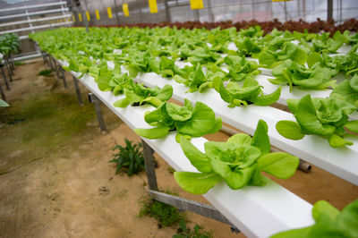 High angle view of plants in greenhouse