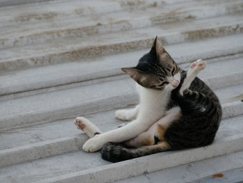 Cat sleeping on staircase