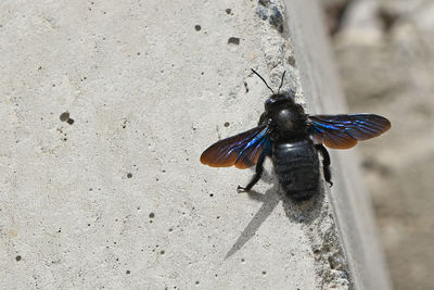 Close-up of insect