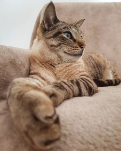 Close-up of a cat looking away