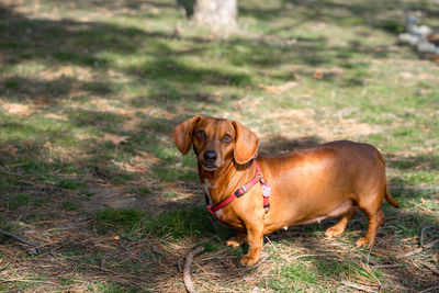 Portrait of dog on field