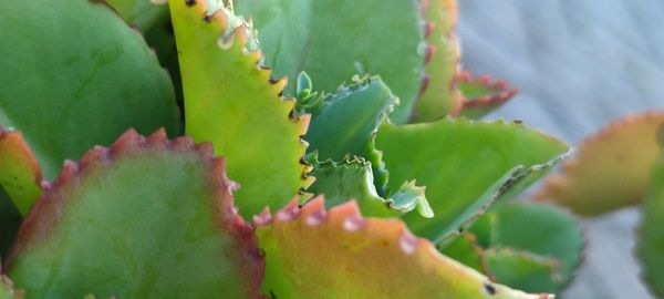 Close-up of succulent plant