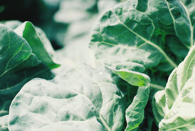 Close-up of fresh green leaves