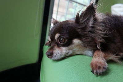 Close-up portrait of dog at home