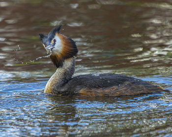 Duck swimming in lake