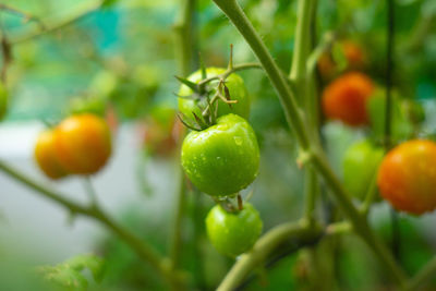 Close-up of tomatoes growing on tree