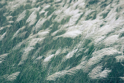 Full frame shot of stalks in field