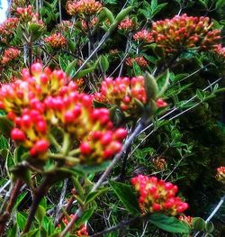 Close-up of red flowering plants