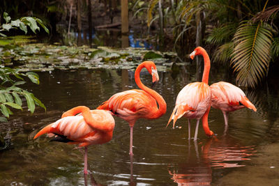 View of birds in lake