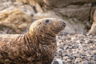 An old sea lion relaxing in a beach in north wales