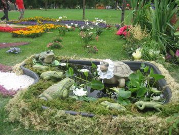 View of flowering plants in garden