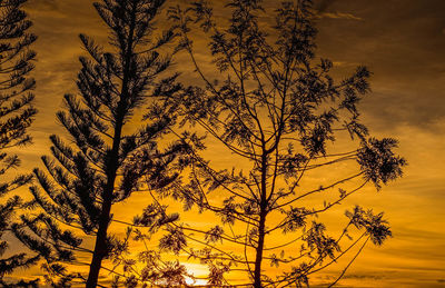 Low angle view of silhouette tree against sky during sunset