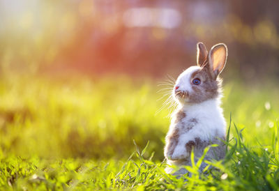 Close-up of a rabbit on field