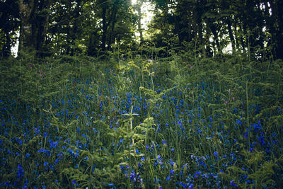 Scenic view of flowering trees in forest