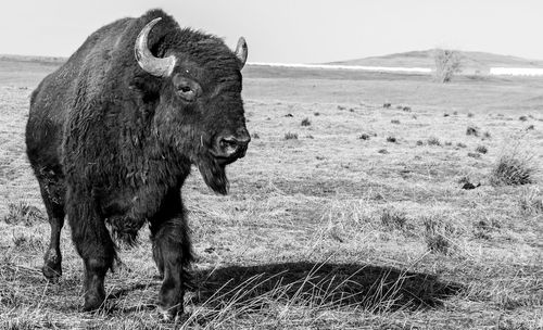 American bison standing in a field