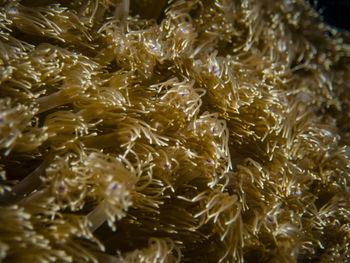 High angle view of coral in sea