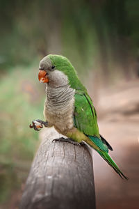 Close-up of parrot perching on tree