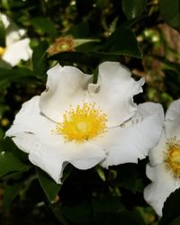 Close-up of white flowering plant