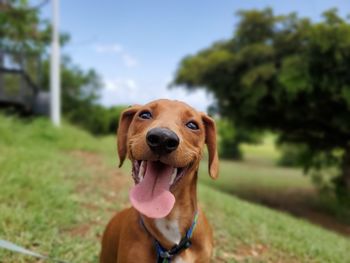 Portrait of a dog