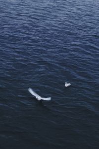 High angle view of birds in sea