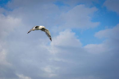 Low angle view of seagull flying in sky