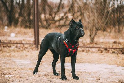 Black dogs on field