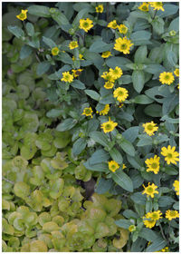 Close-up of yellow flowers blooming outdoors