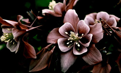 Close-up of pink flowers