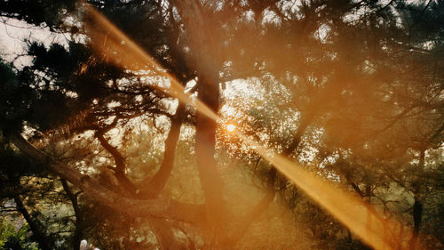 Sunlight streaming through trees in forest