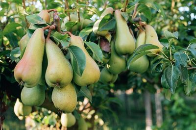 Close-up of fruits on tree