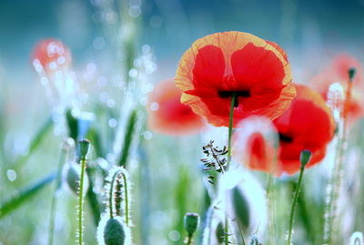 Close-up of red flowering plants