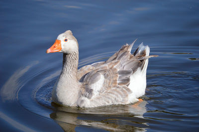 Duck swimming in lake