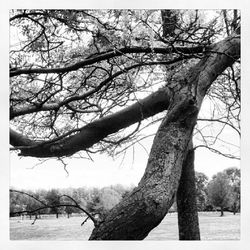 Bare trees on landscape