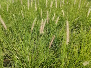 Full frame shot of crops on field