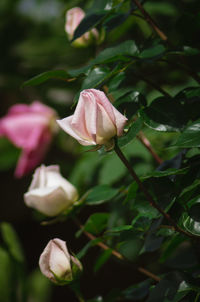 Close-up of pink rose blooming outdoors