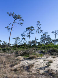 Low angle view of trees against clear sky