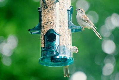 Close-up of bird perching on feeder