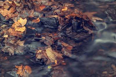 Close-up of dry leaves on a field