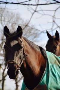 Close-up of horse in ranch