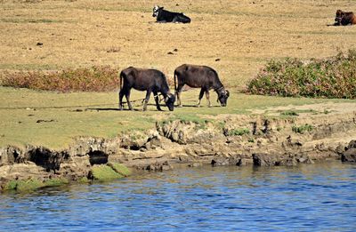 Horses in a lake