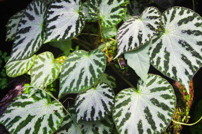 Close-up of fresh green leaves