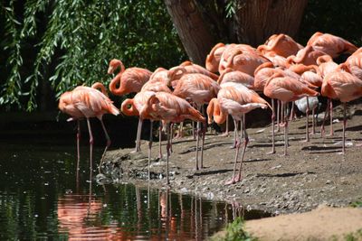 Flock of birds in a lake