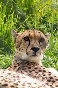 Portrait of a cat on field
