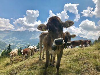 Cows on field