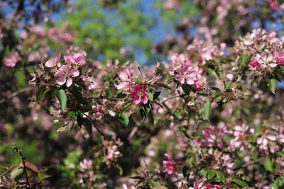 Close-up of pink cherry blossom