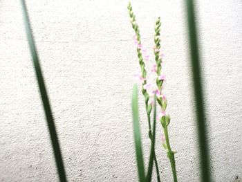 Close-up of plant