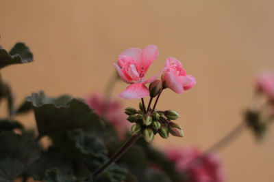 Close-up of pink flowering plant