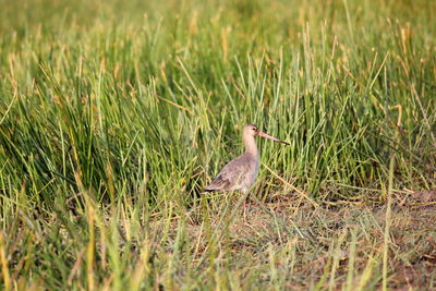 Side view of bird on grassy field