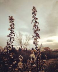 Close-up of flowering plants on field against sky