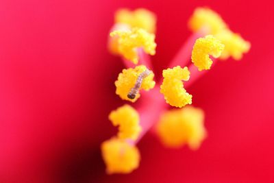 Close-up of red flower over pink background